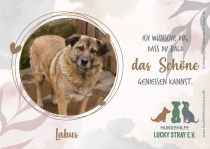 LABUS